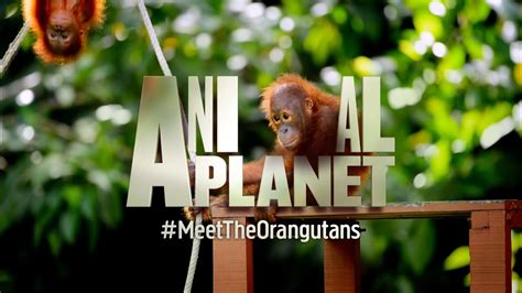 planet chanel|animals planet video.